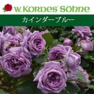 薔薇挿し木苗用挿し穂　青バラ　カインダーブルー(その他)