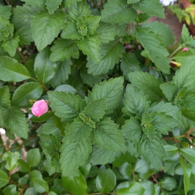 育て方付き❀面白い宿根草ですよ*フワフワ咲く段菊mix*花の種 ハンドメイドのフラワー/ガーデン(その他)の商品写真