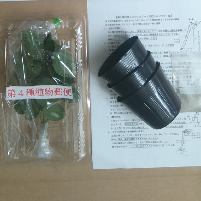 薔薇挿し木苗用　バラ挿し穂　ダフネ ハンドメイドのフラワー/ガーデン(その他)の商品写真