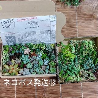 多肉植物カット苗ネコポスM　⑬(その他)