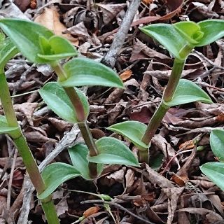 💕💙カリシア ナビクラリス💙💕【レア】多肉植物♪2カット♪(その他)