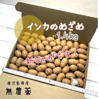 鹿児島県産　新じゃがいも インカのめざめ（ひと口サイズ）　約1.4kg(野菜)