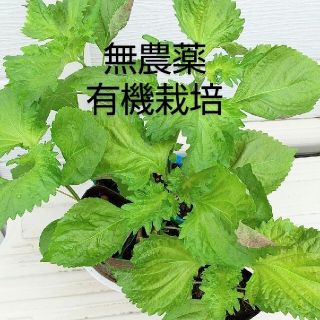 セール‼️✨無農薬.有機栽培.青紫蘇苗５本✨(野菜)