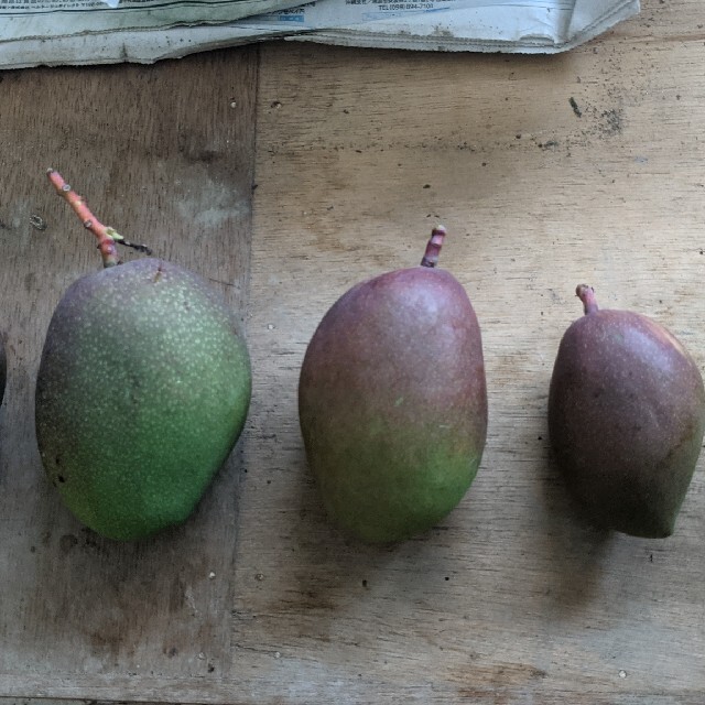 マンゴー 10kg 1. 摘果マンゴー Greenmango 食品/飲料/酒の食品(フルーツ)の商品写真