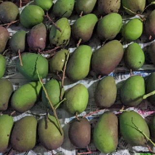 マンゴー 10kg 1. 摘果マンゴー Greenmango(フルーツ)