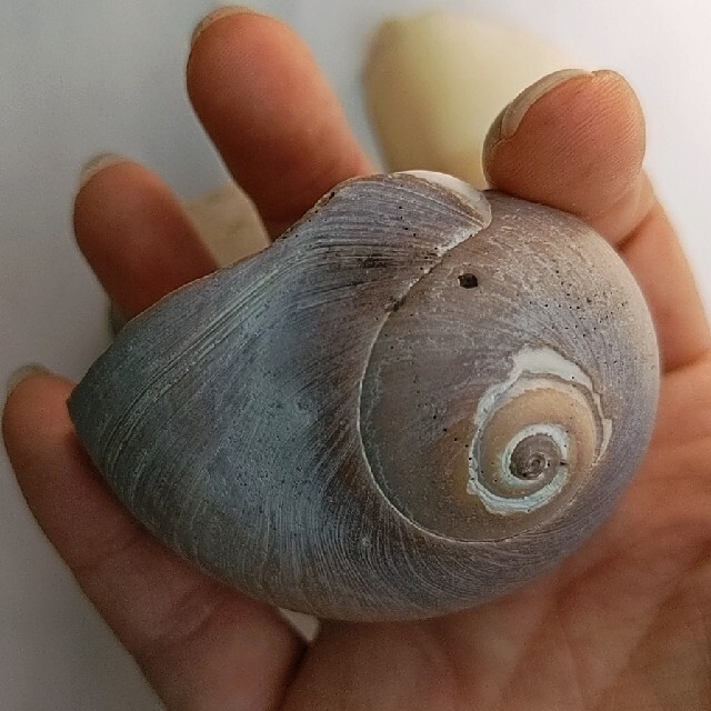 ビーチコーミングセット12 インテリア/住まい/日用品のインテリア小物(置物)の商品写真