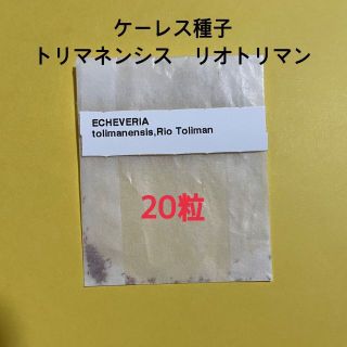 多肉植物 種子 トリマネンシスリオトリマン エケベリア 20粒 ケーレス(その他)