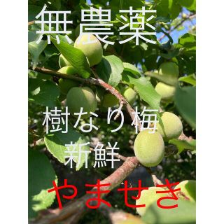 無農薬、除草剤無し、安心、新鮮♪白加賀梅、青梅、三キロ gram(フルーツ)