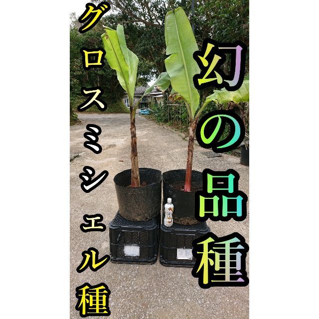 【バナナの苗】幻の品種！グロスミシェルの苗2本（中幹80cm前後）【家庭菜園】