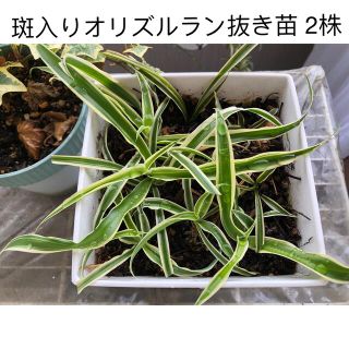 斑入りオリズルラン抜き苗 2株(その他)