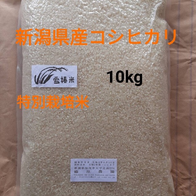 特別栽培米新潟県産コシヒカリ10k 食品/飲料/酒の食品(米/穀物)の商品写真