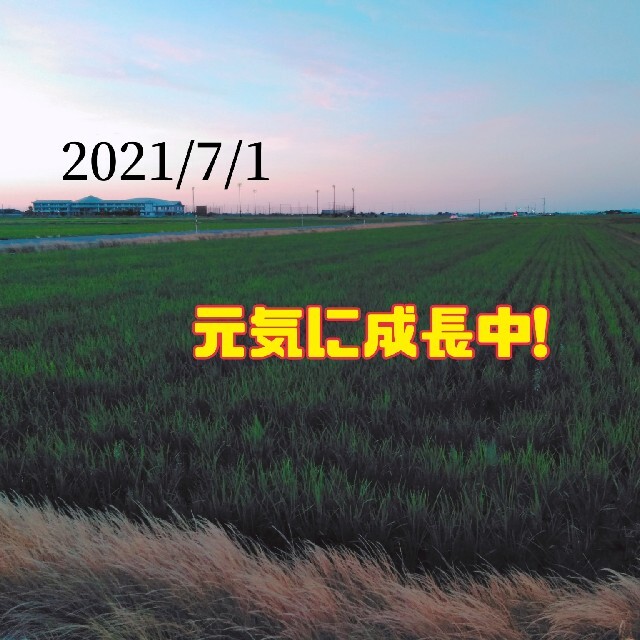 特別栽培米新潟県産コシヒカリ10k 食品/飲料/酒の食品(米/穀物)の商品写真