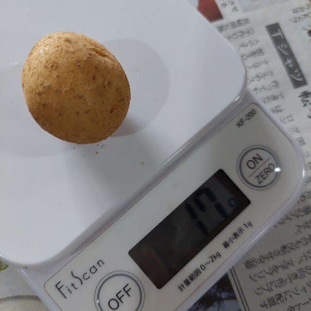 長崎県産じゃがいも超小粒10㎏ 食品/飲料/酒の食品(野菜)の商品写真