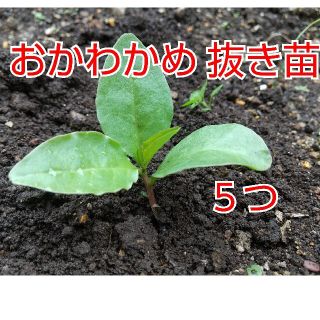 【今が植え時】おかわかめ 抜き苗 ５つ(野菜)