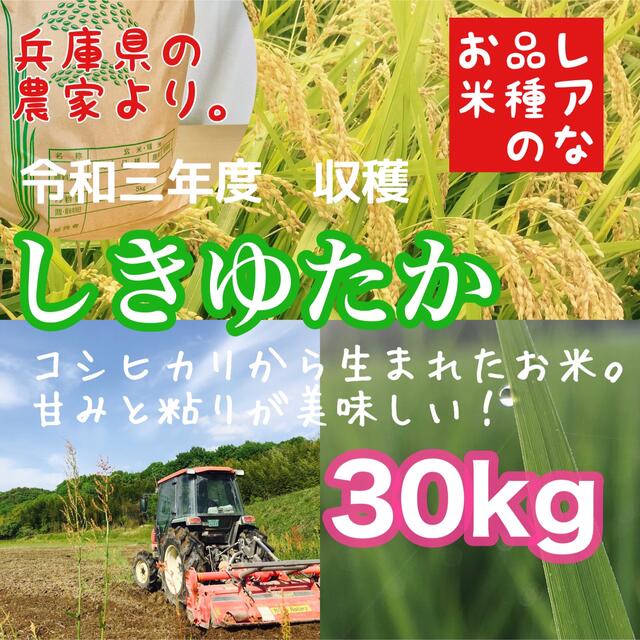 農家のレア品種米☆食べればファンになる⁈兵庫県産シキユタカ　30kg　モテ　4370円引き