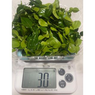 無農薬　フレッシュ コブミカンの葉　コブミカン　葉　30g(野菜)