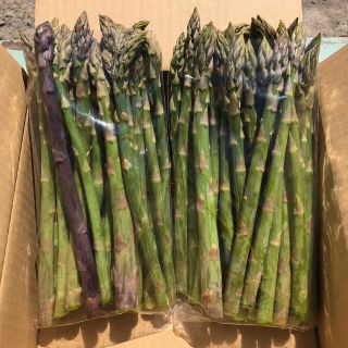 【注文入ってから収穫即時出荷】北海道産　アスパラ 1kg(野菜)