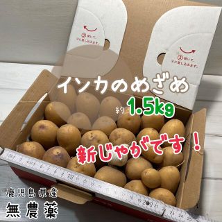 鹿児島県産　新じゃがいも インカのめざめ　約1.5kg 無農薬(野菜)