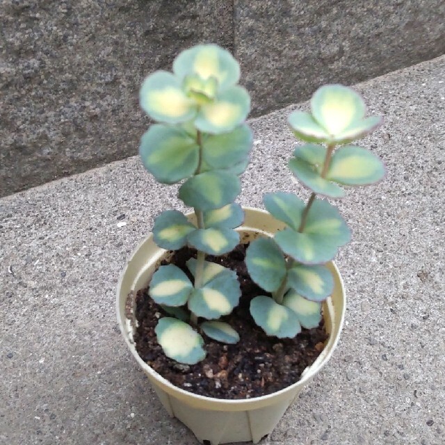 多肉植物 斑入りミセバヤの通販 by さっちゃん's shop|ラクマ 多肉植物 斑入りミセバヤの通販 by さっちゃん's shop|ラクマ