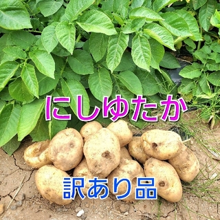 長崎県産 じゃがいもB品 にしゆたか 箱込み10キロ(野菜)