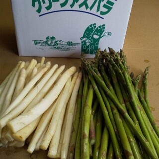 北海道産  ホワイトアスパラ グリーンアスパラ(野菜)