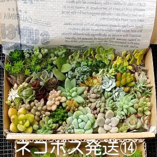 多肉植物ネコポスM⑭(その他)