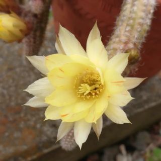 多肉植物✿サボテン🌵黄花白檀カキコ(その他)