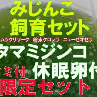 タマ　ミジンコ　みじんこ卵　 アミ・ブルー付　飼育セット　ムックリ クロレラ　休(アクアリウム)