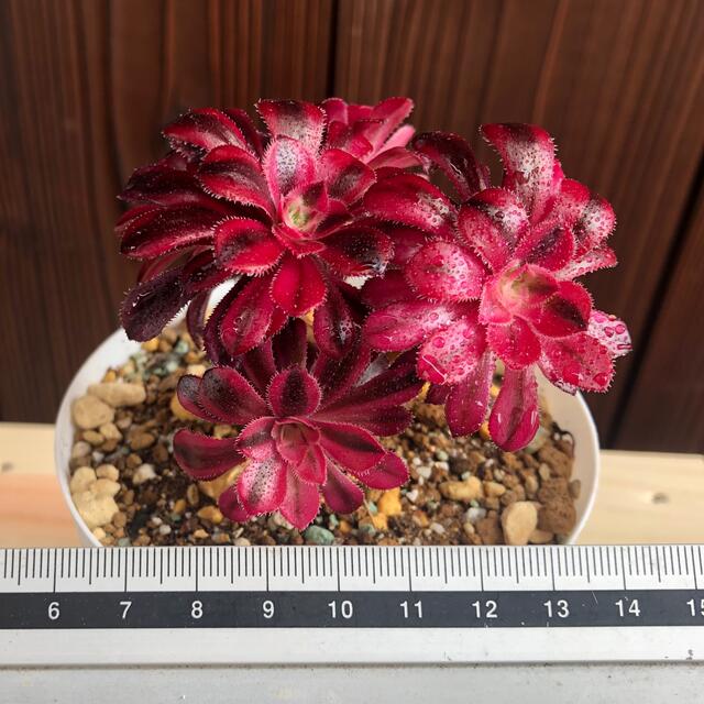 多肉植物 アエオニウムメデューサ法師錦抜き苗5頭 つよく 多肉植物 アエオニウムメデューサ法師錦抜き苗5頭 つよく