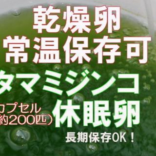 種親にオススメ　国産純粋　タマ　ミジンコ　みじんこ　乾燥　休眠卵　2カプセル　約(アクアリウム)