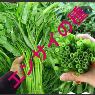 クウシンサイ（空心菜） 野菜の種 30粒(野菜)