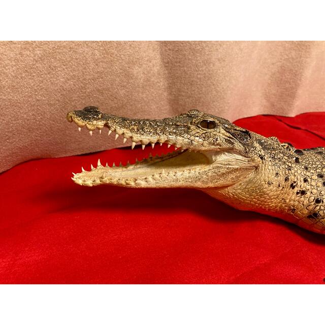☆ワニ剥製☆超美品☆オーストラリア クロコ ナイルワニ