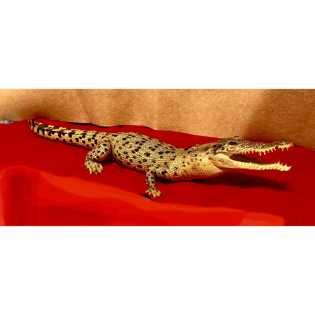 ☆ワニ剥製☆超美品☆オーストラリア クロコ ナイルワニ