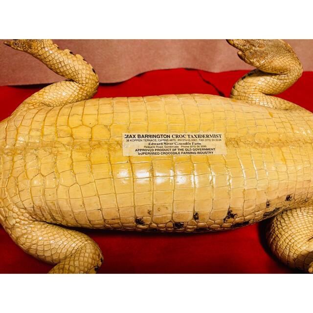☆ワニ剥製☆超美品☆オーストラリア クロコ ナイルワニ