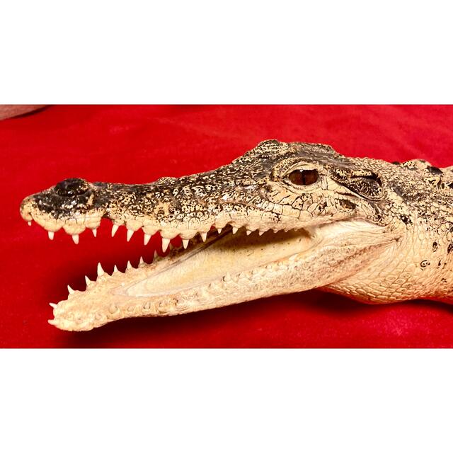 ☆ワニ剥製☆超美品☆オーストラリア クロコ ナイルワニ