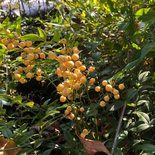 無農薬　白南天の実　5本(その他)