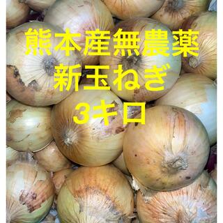 熊本産無農薬新玉ねぎ3キロ(野菜)