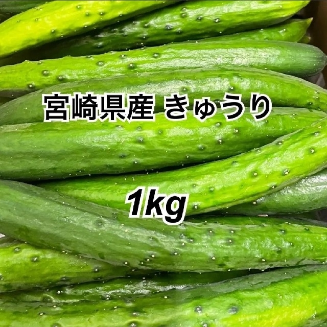 きゅうり　宮崎県産　産地直送　1kg　宅急便コンパクト 食品/飲料/酒の食品(野菜)の商品写真