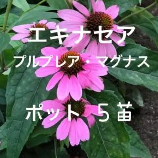 エキナセア プルプレアマグナス ポット苗 5株 宿根草 多年草(その他)