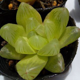 ハオルチア抜き苗(プランター)