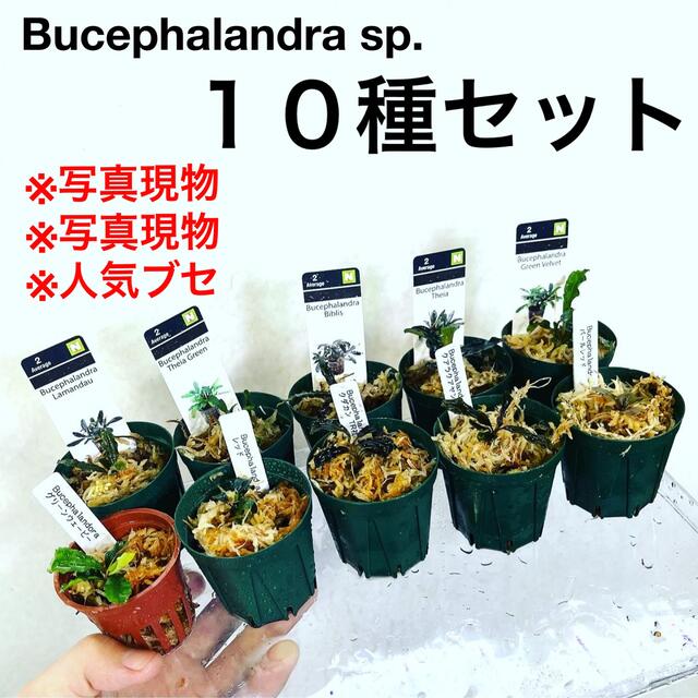 ◆ブセファランドラSP.10種セット（良株） #ブセさかな屋 水草　クダカン