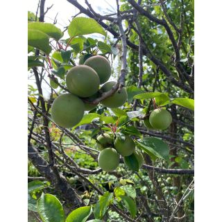 梅(5キロ)大(野菜)