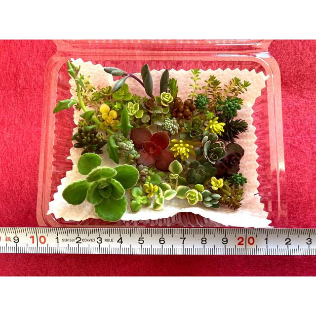 多肉植物 セダム カット苗 25種類 ハンドメイドのフラワー/ガーデン(その他)の商品写真