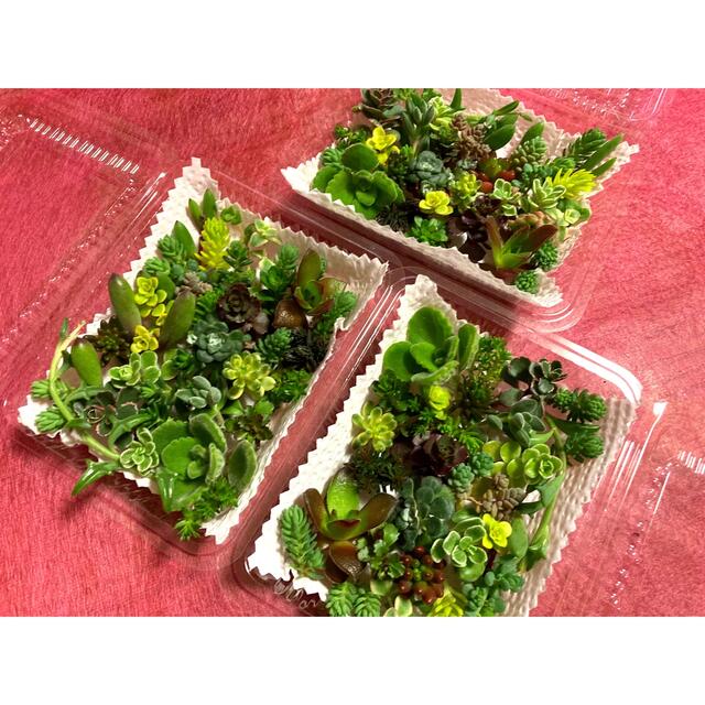 多肉植物 セダム カット苗 25種類 ハンドメイドのフラワー/ガーデン(その他)の商品写真