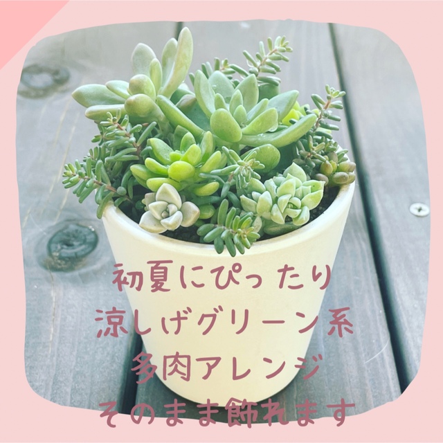 多肉植物　寄せ植え　パールホワイトの陶器付　このまま飾れます♪ ハンドメイドのフラワー/ガーデン(その他)の商品写真