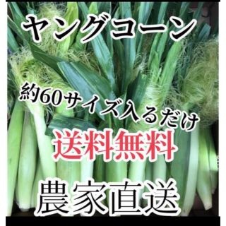 農家直送ヤングコーン６０サイズ入るだけ、すぐ発送購入可能(野菜)