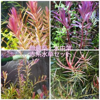 無農薬・水中葉 赤系水草セット4種①(アクアリウム)