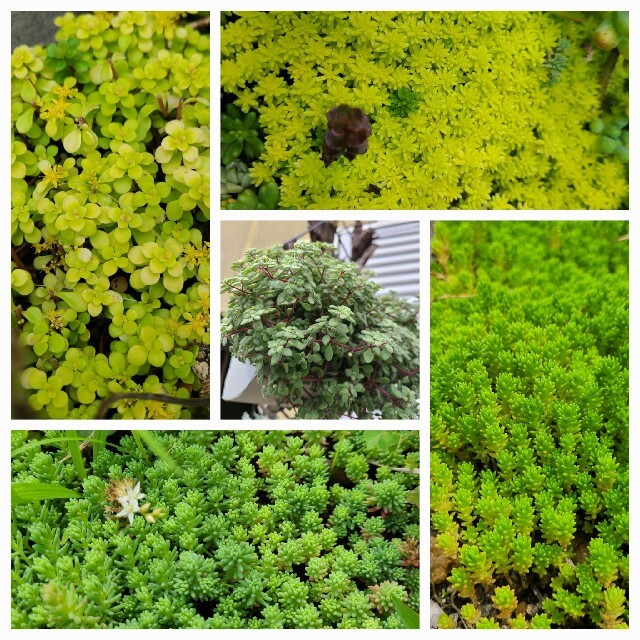 多肉植物　ミニワーゲンバスピンク　植木鉢　インテリア　車　箱庭　プランター苗セッ ハンドメイドのフラワー/ガーデン(プランター)の商品写真