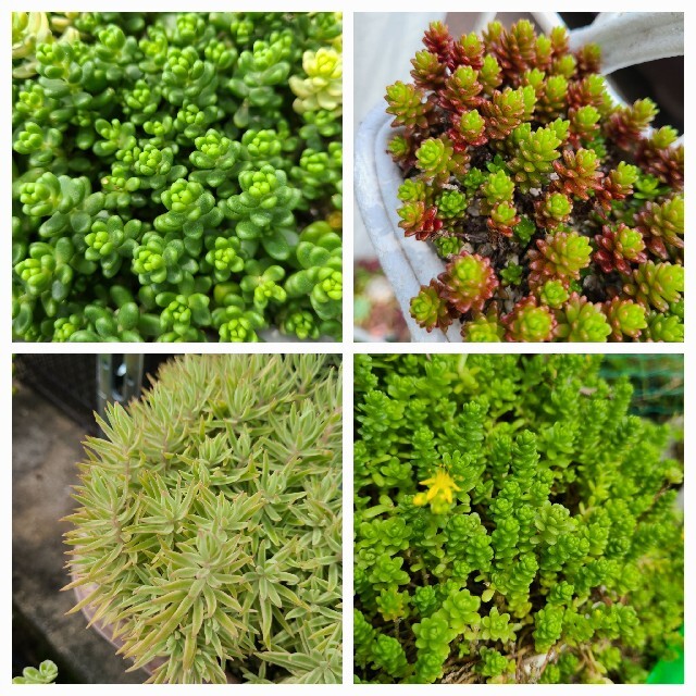 多肉植物　ミニワーゲンバスピンク　植木鉢　インテリア　車　箱庭　プランター苗セッ ハンドメイドのフラワー/ガーデン(プランター)の商品写真