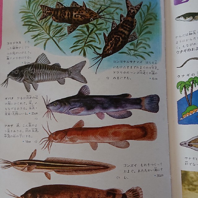 学研(ガッケン)の学研の図鑑 魚 エンタメ/ホビーの本(絵本/児童書)の商品写真